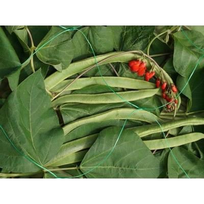 GARDEN-NETTING-PEA-BEAN-150MM-2-X10M_GARDEN_NETTING_-_PEA_&_BEAN_150MM_2_X10M_.jpeg