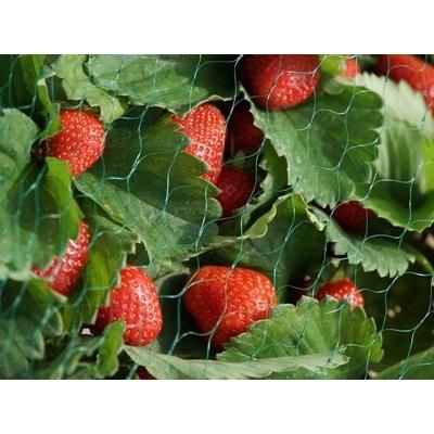 garden-netting-green-15mm-2-x10m_GARDEN_NETTING_-_GREEN_15MM_2_X10M_.jpeg